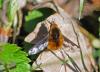 Bombylius major
